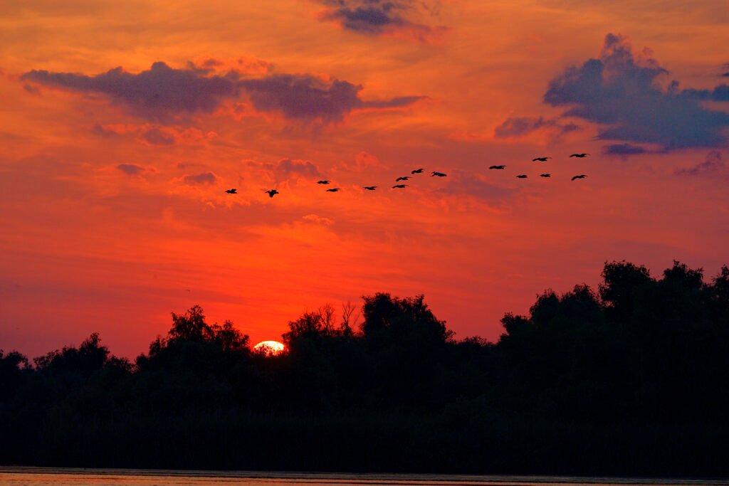 bird flock sunset danube delta romania