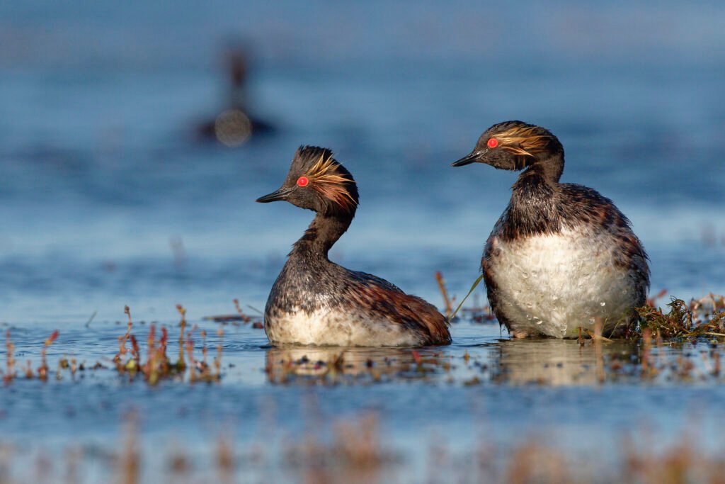 black necked grebe by the nest danube delta romania wildlife photography