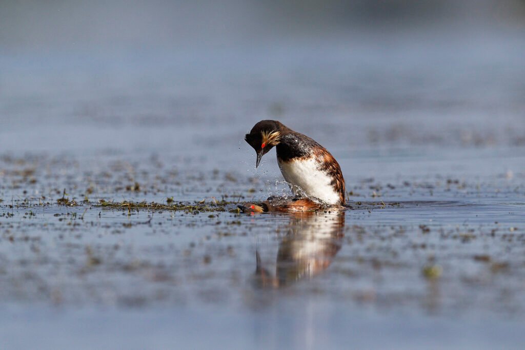 black necked grebe mating pair danube delta romania photo tour