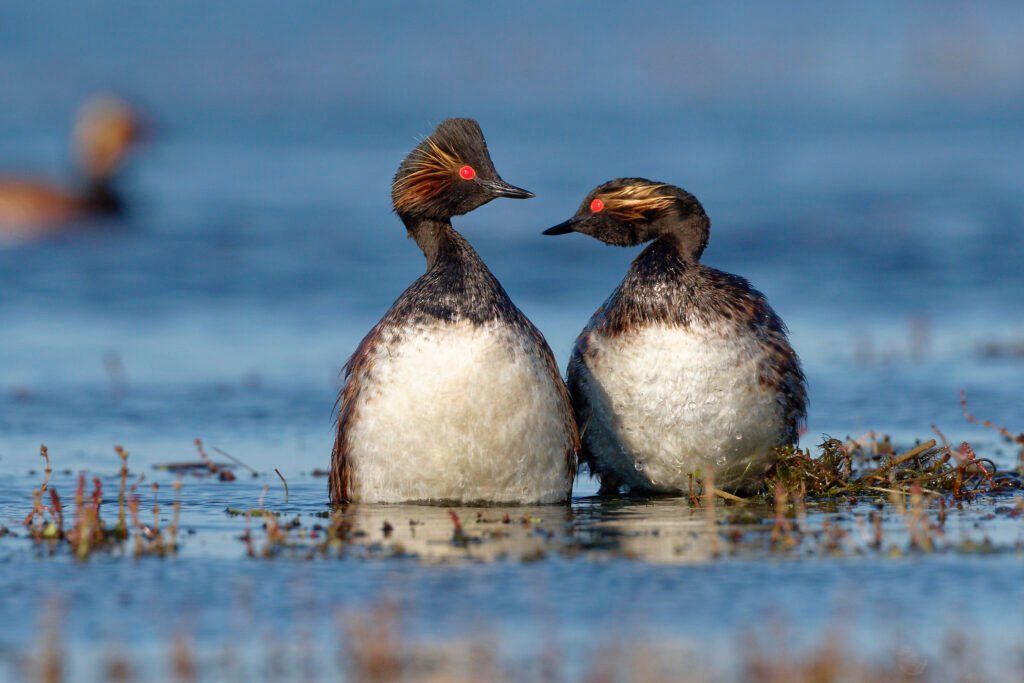 black necked grebe on the nest danube delta romania wildlife photography