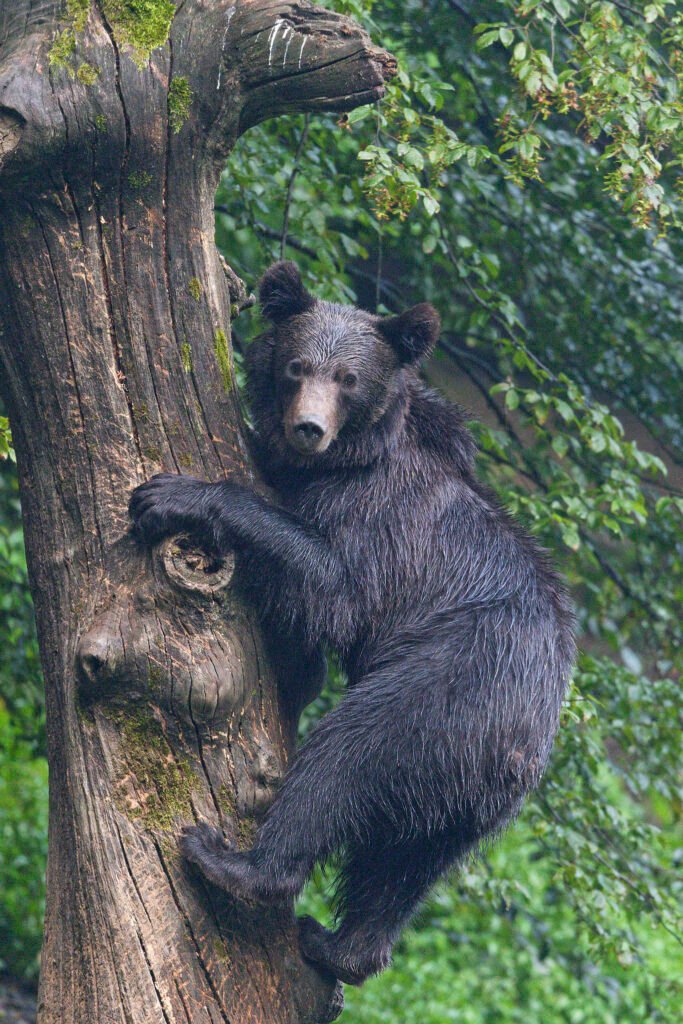 brown bear on tree trunk romania wildlife photography tour