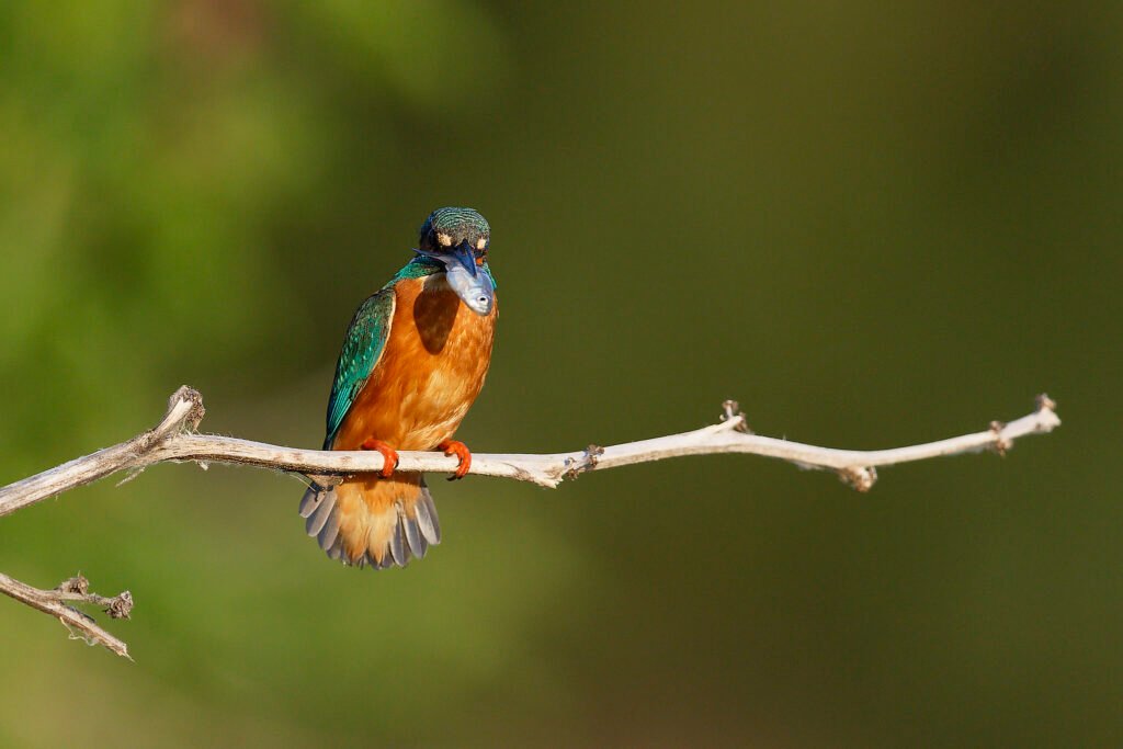 common kingfisher fish danube delta romania