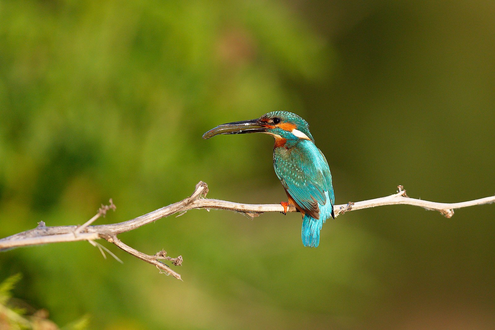 common kingfisher with fish danube delta romania wildlife photo tour