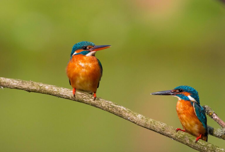 common kingfishers perched branch danube delta romania