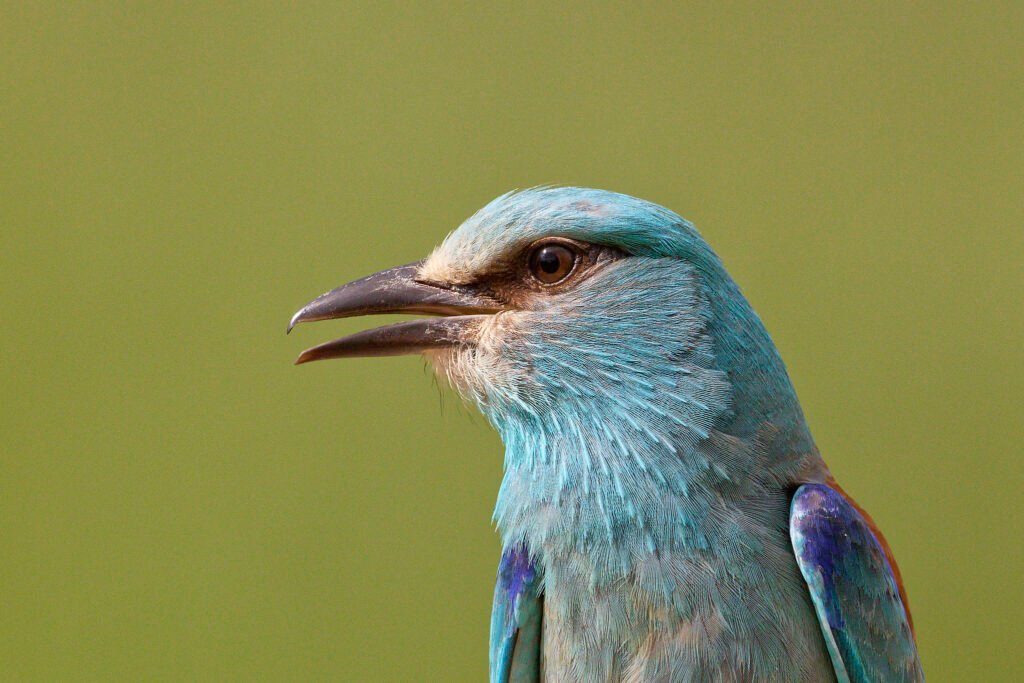 coracias garrulus danube delta romania closeup