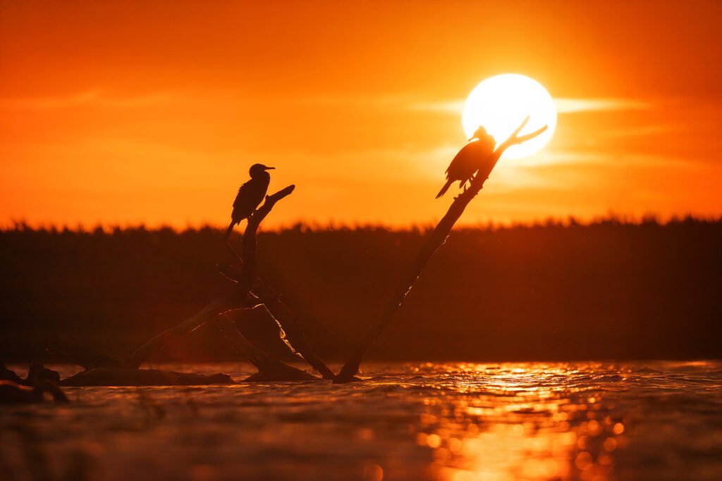 cormorants silhouette sunset danube delta romania