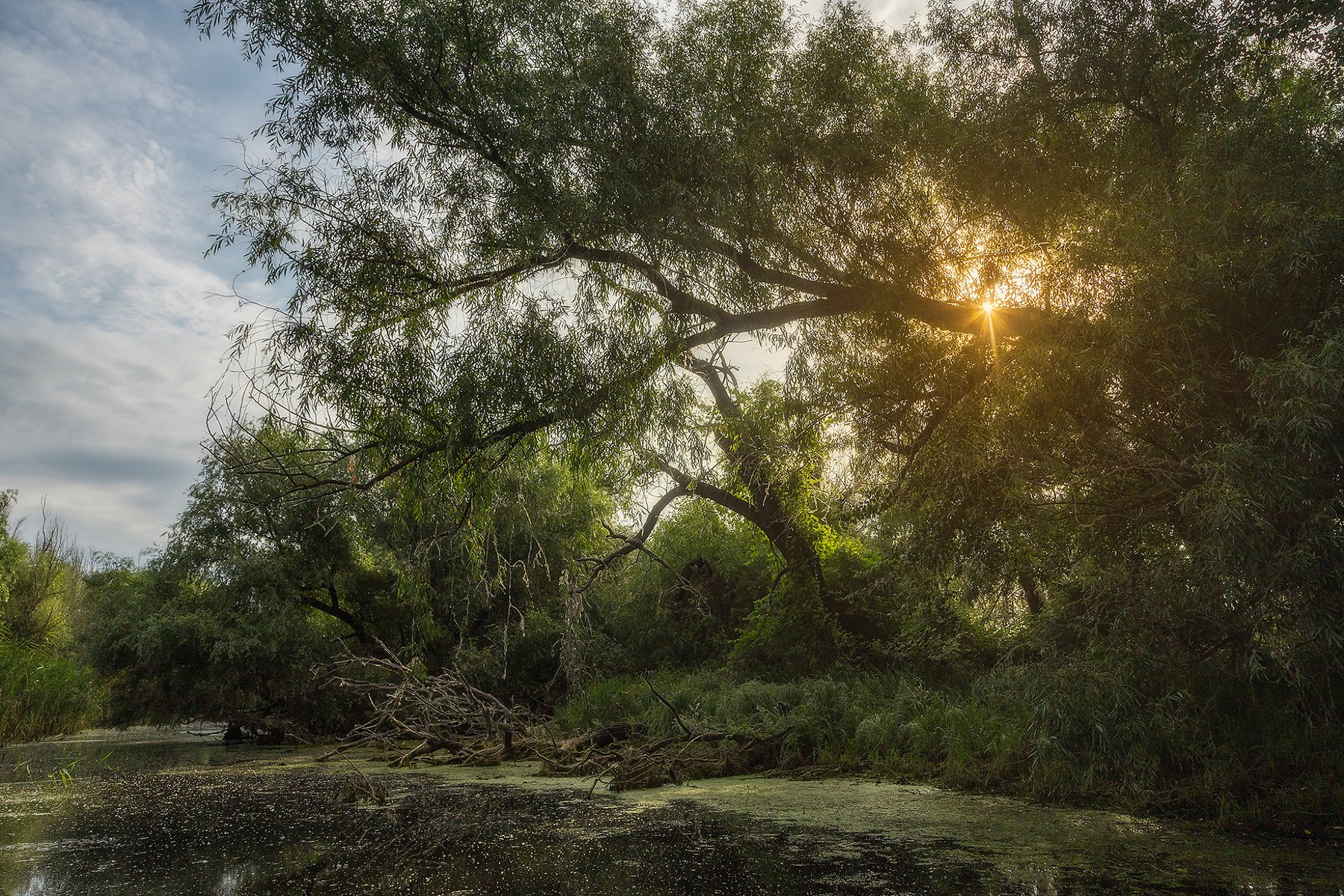 danube-delta-willow-trees-wetland-forest-romania