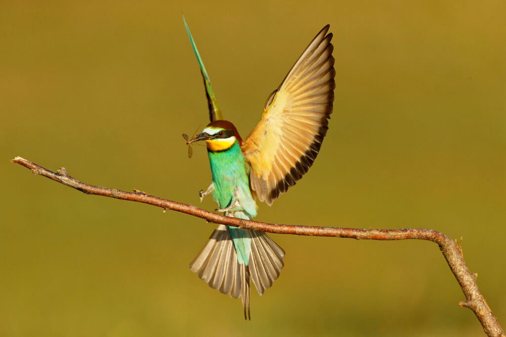 european bee eater catching dragonfly danube delta romania