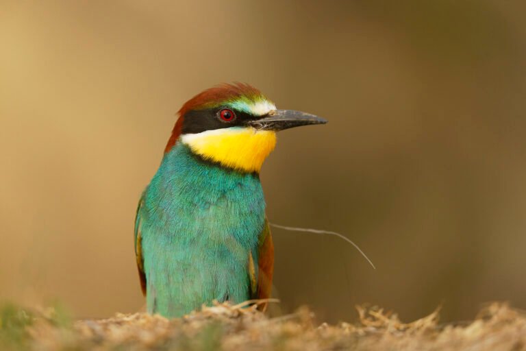 european bee eater portrait danube delta romania