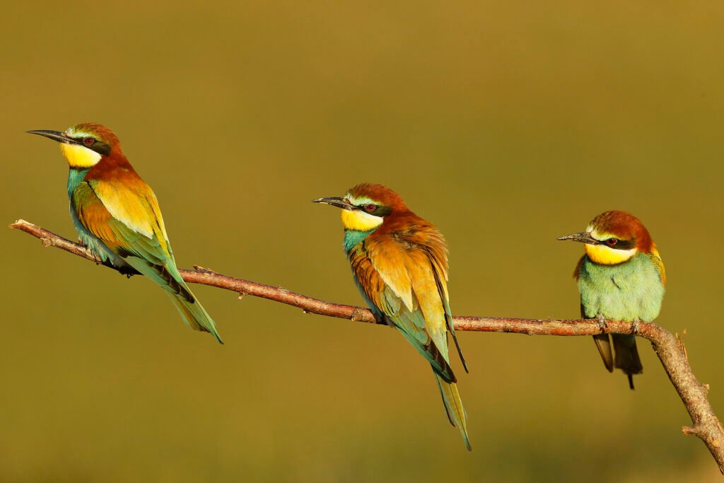 european bee eaters perched branch danube delta romania