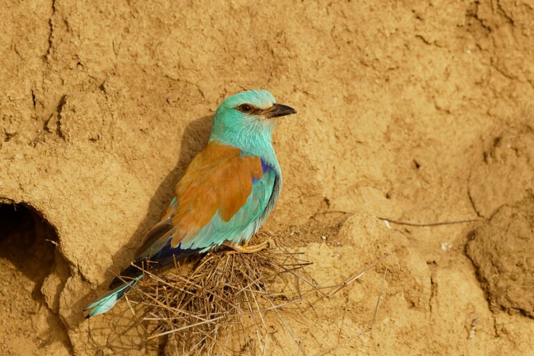 european roller at nest dobrogea romania bird photography tour