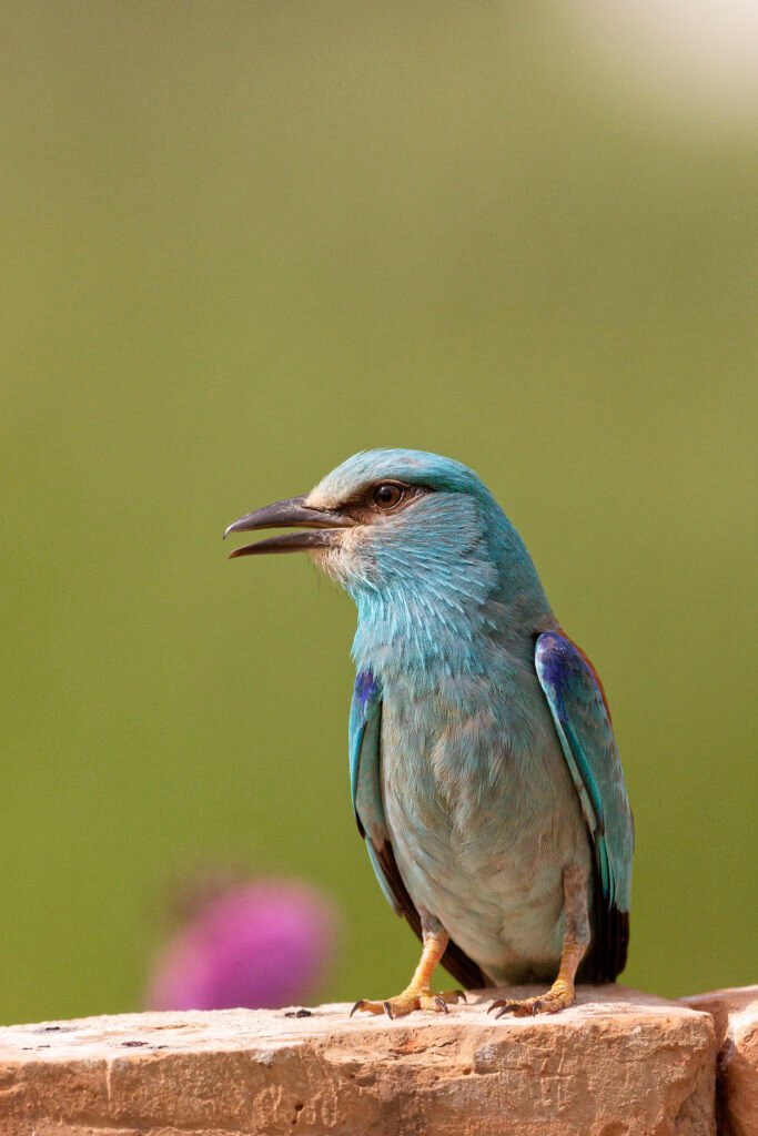 european roller danube delta romania bird photography