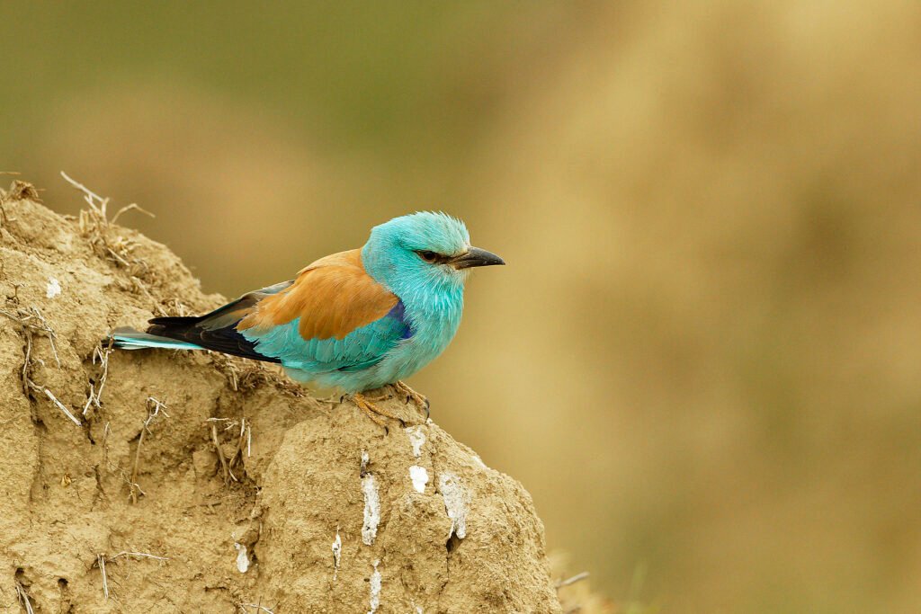 european roller danube delta wildlife romania