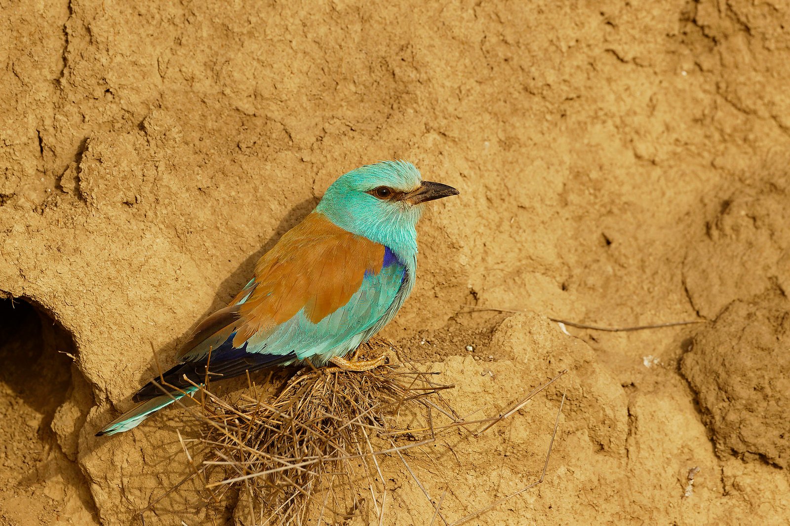 european roller on nest bank dobrogea romania birdwatching tour