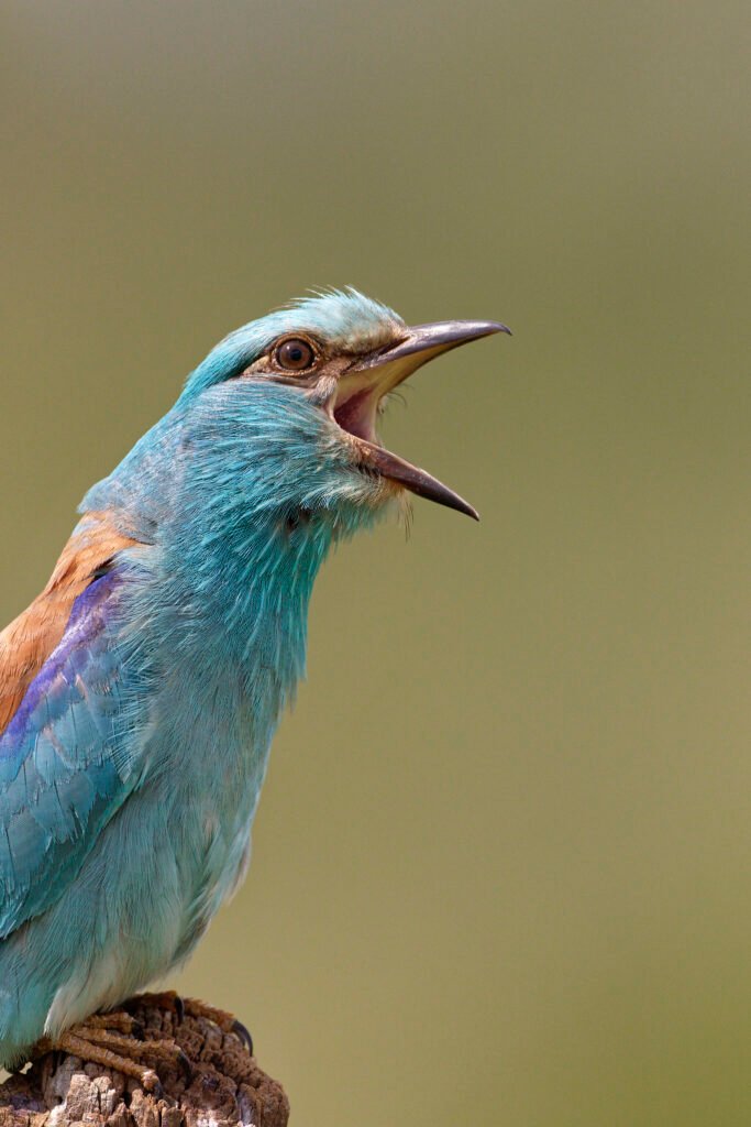 european roller open beak dobrogea romania wildlife photo tour