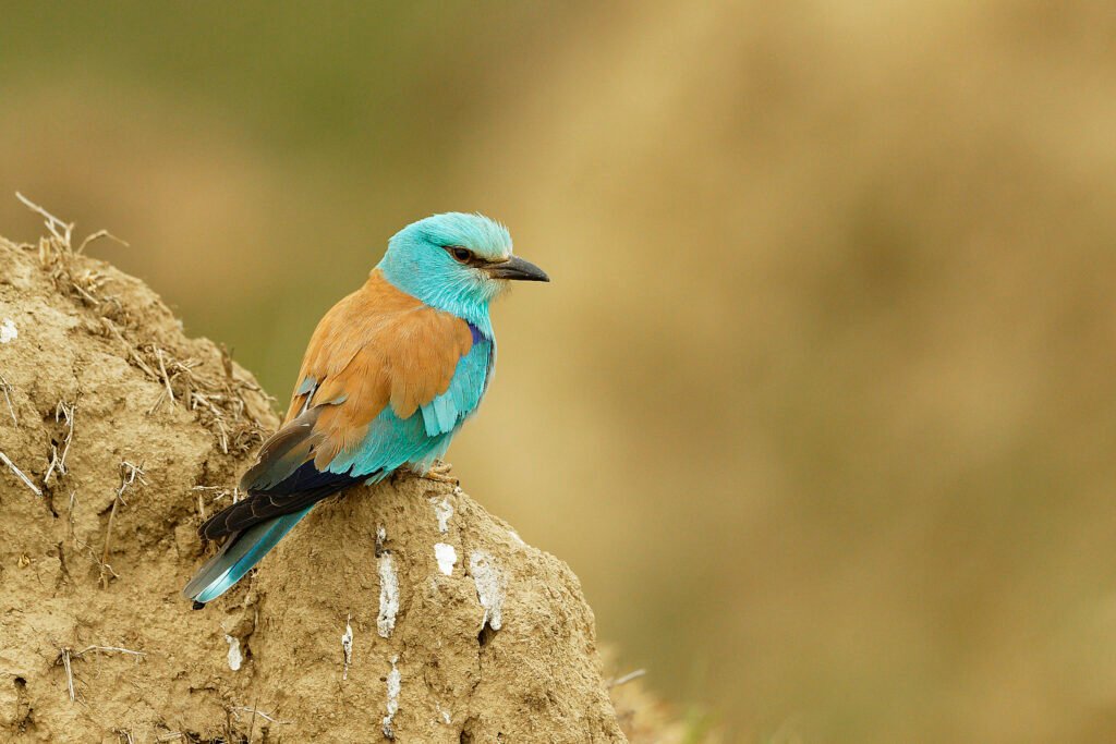 european roller perched danube delta romania