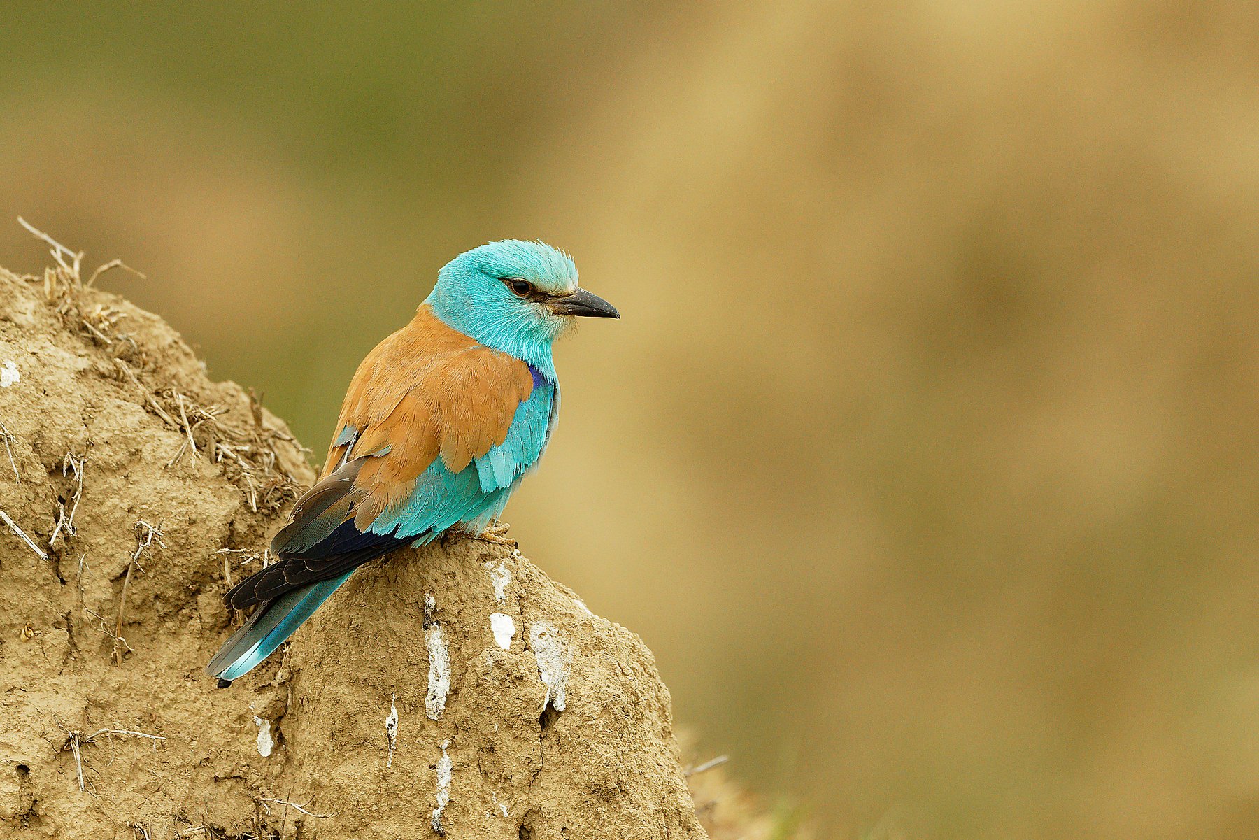 european roller perched danube delta romania