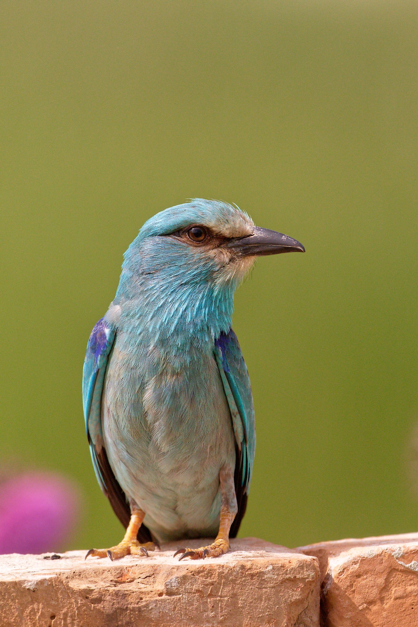 european roller perched dobrogea romania bird photography tour