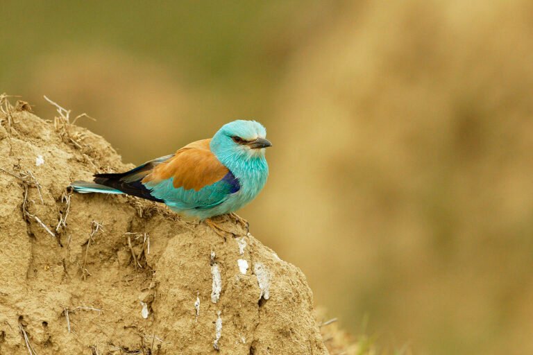 european roller perched on nest bank dobrogea romania wildlife tour
