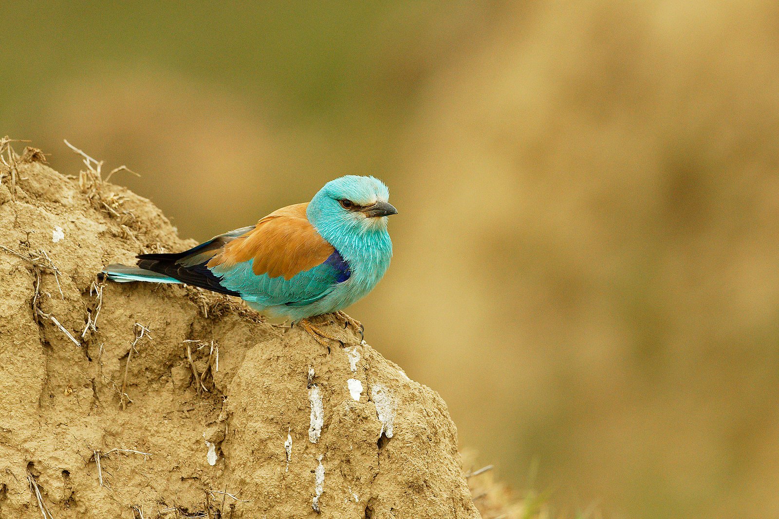 european roller perched on nest bank dobrogea romania wildlife tour