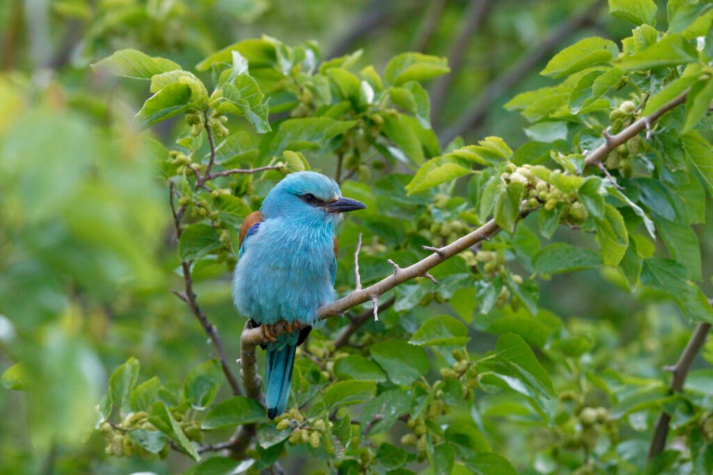 european roller perched tree danube delta romania