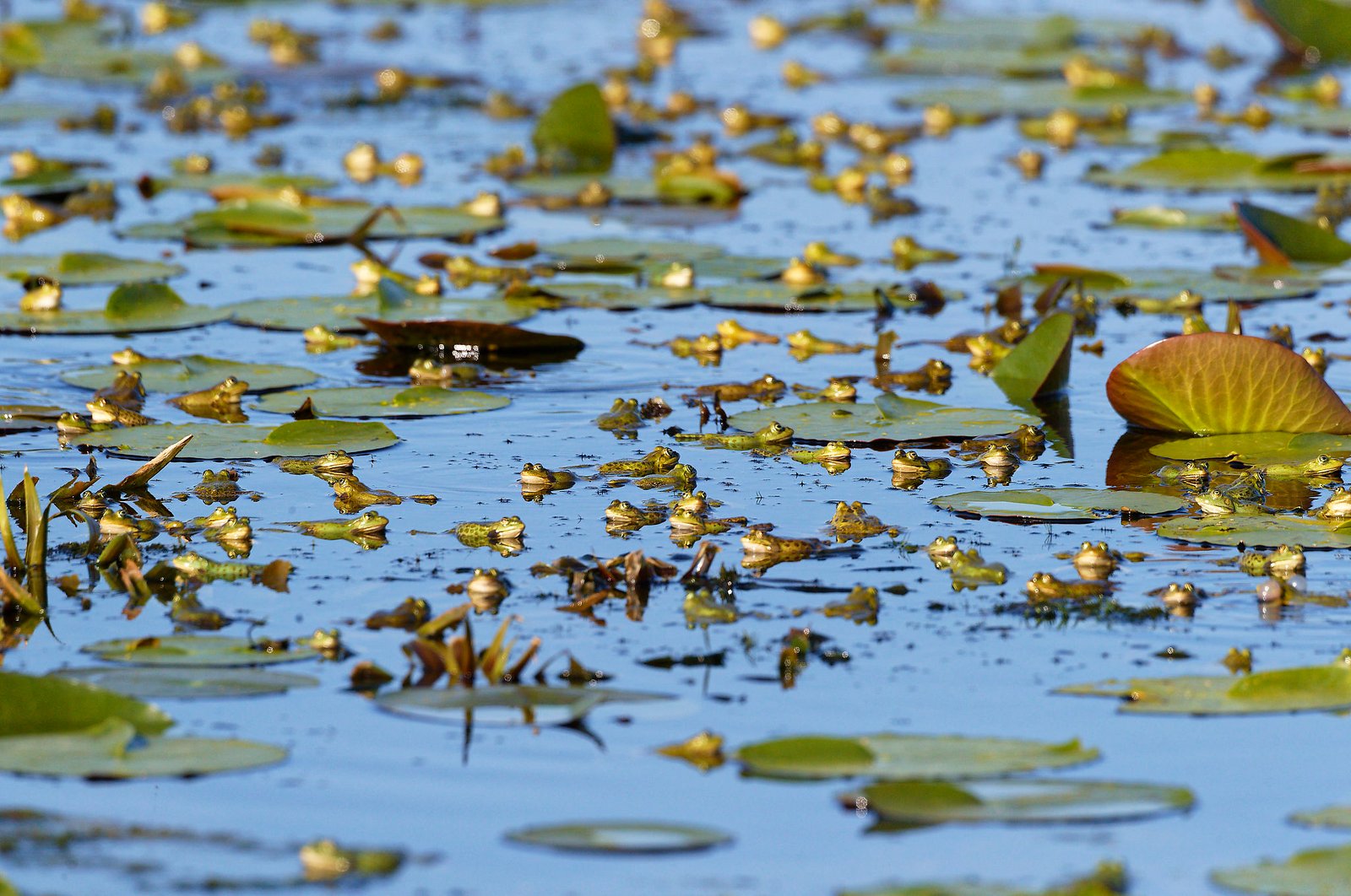 frogs on lily pads wetland romania nature tour