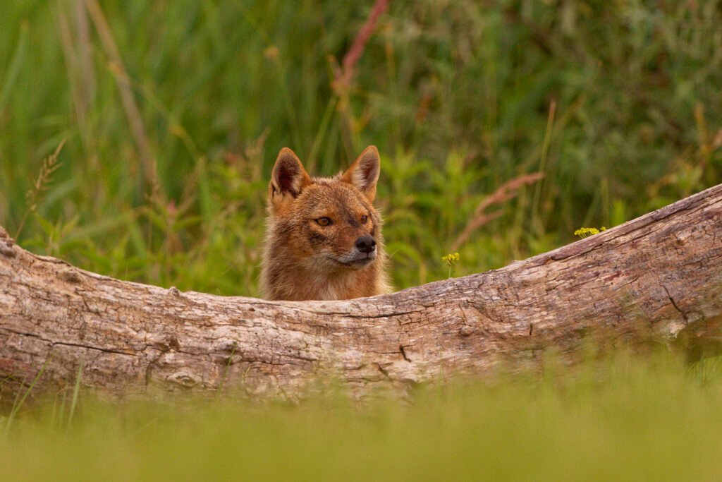 golden jackal behind log danube delta romania wildlife photo tour