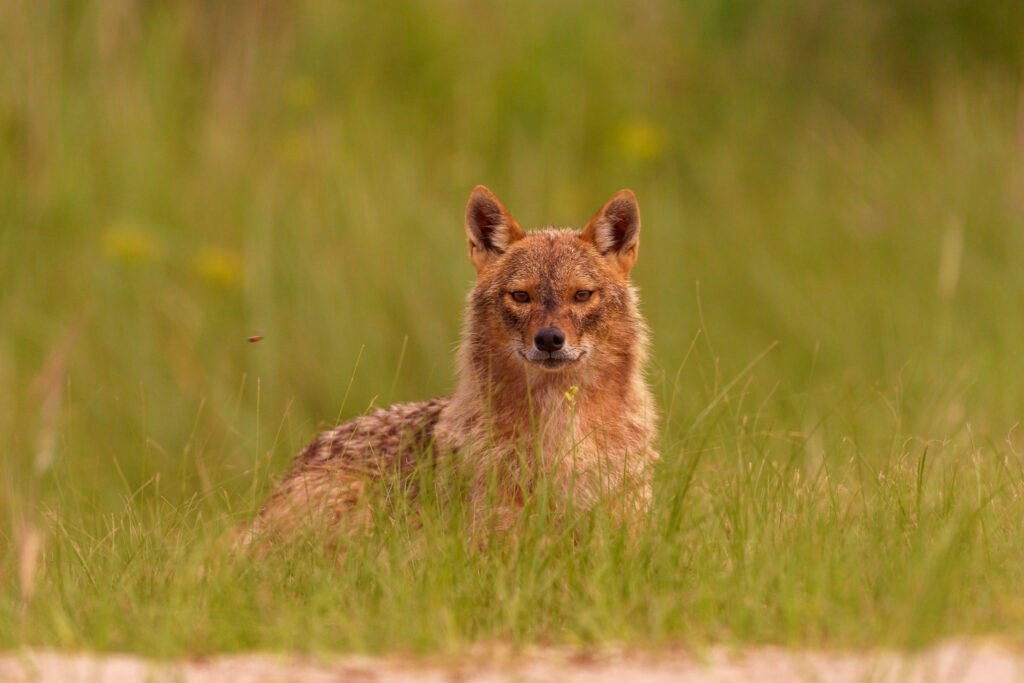 golden jackal danube delta romania wildlife photography