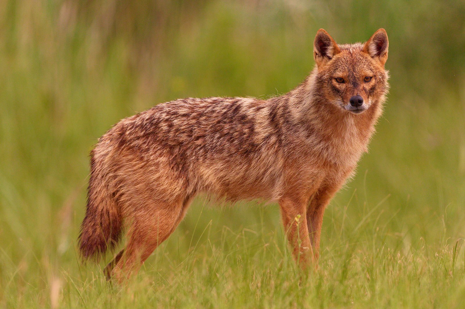golden jackal portrait danube delta romania wildlife photo tour