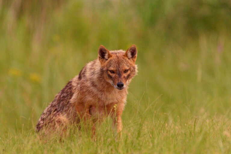 golden jackal sitting danube delta romania wildlife tour