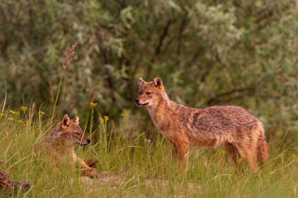 golden jackal with young danube delta romania wildlife tour