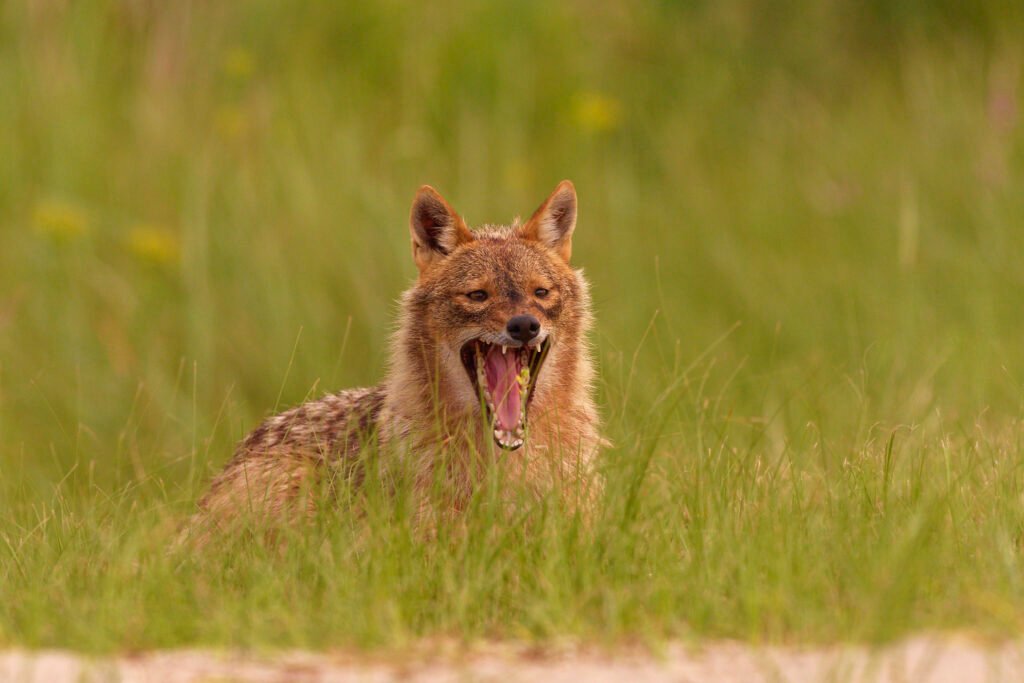 golden jackal yawning danube delta romania wildlife