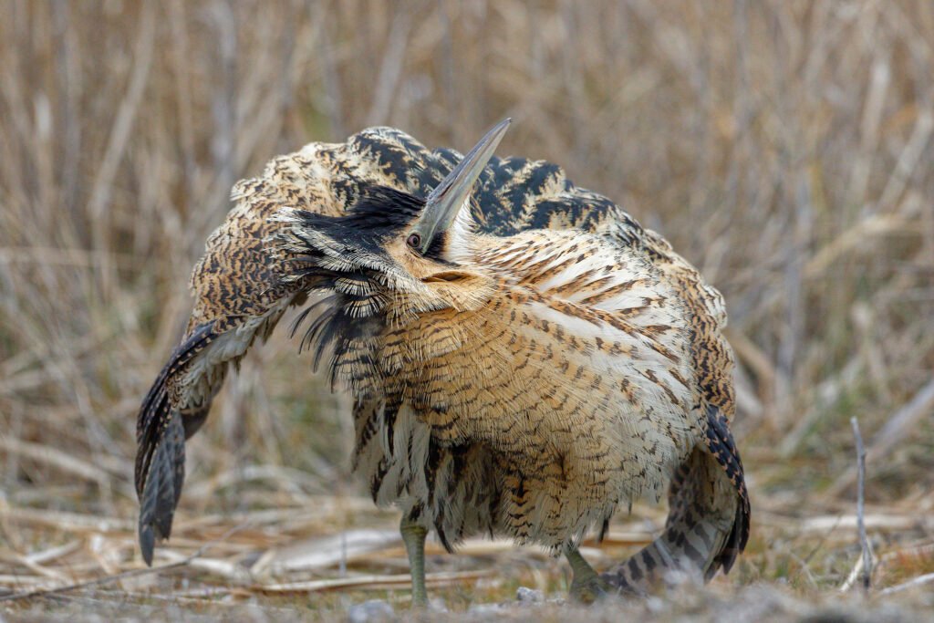 great bittern displaying danube delta romania wildlife photo tour