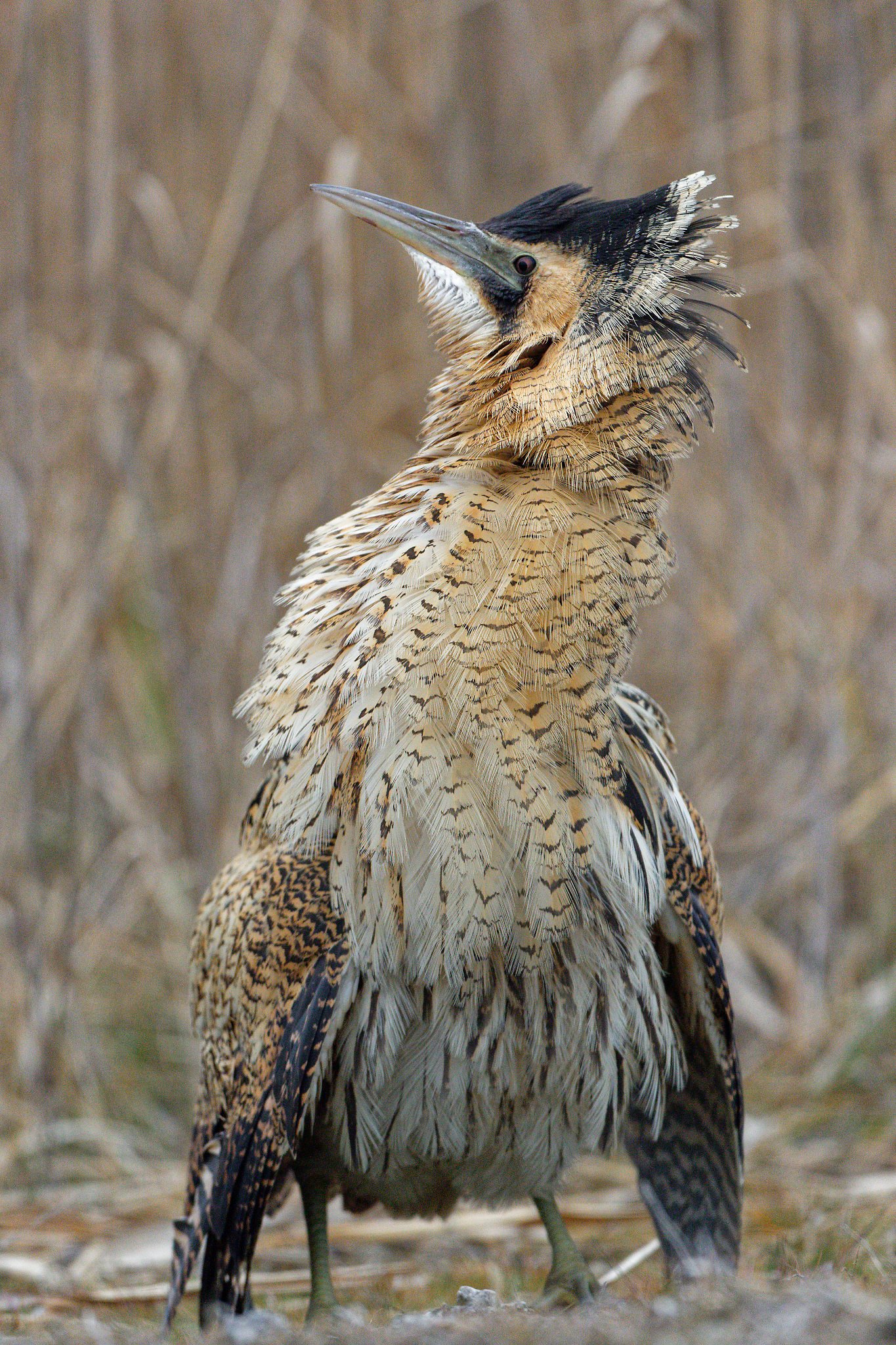 great bittern portrait danube delta romania birdwatching tour
