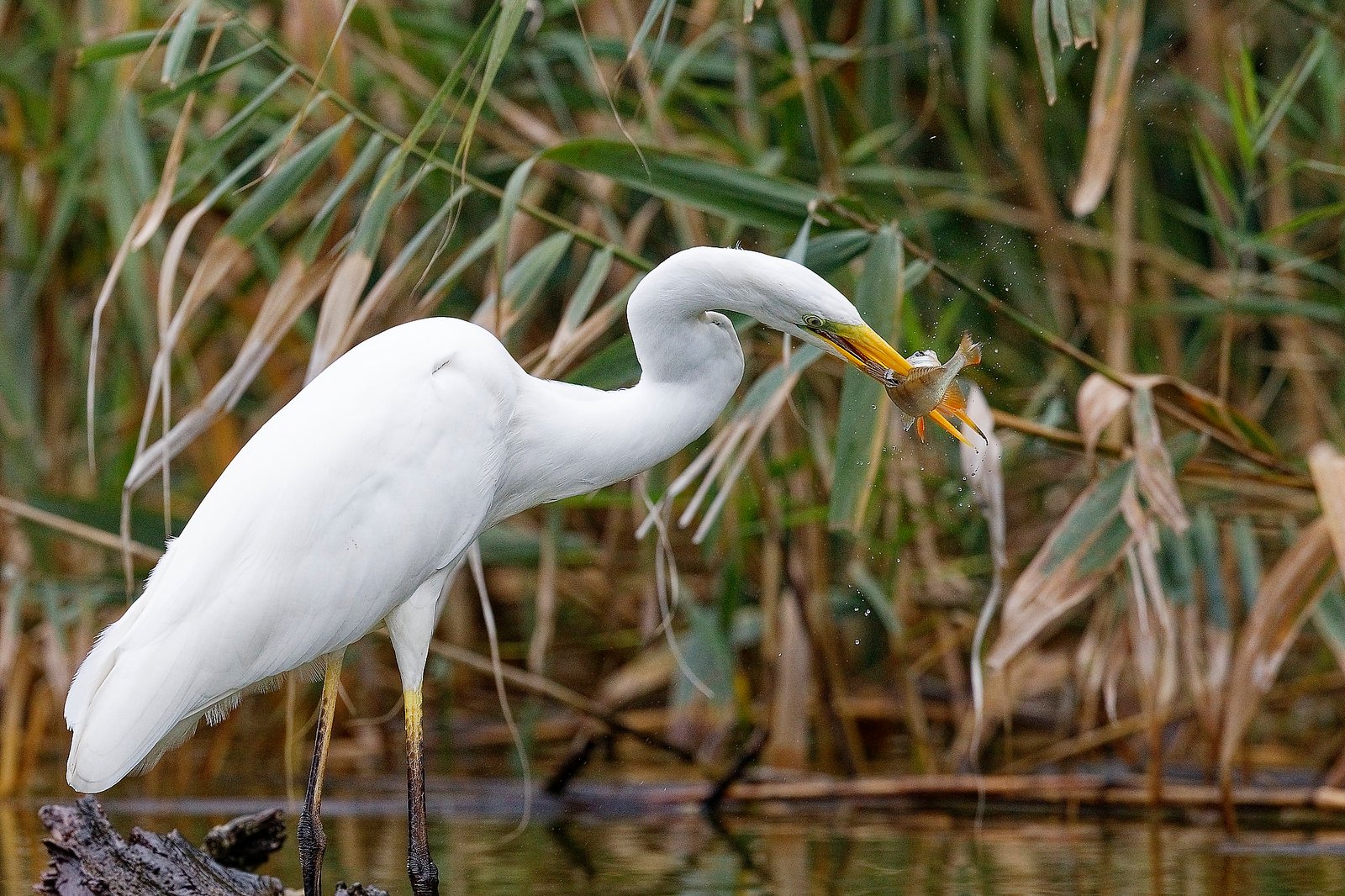 great egret catching fish danube delta romania wildlife photo tour