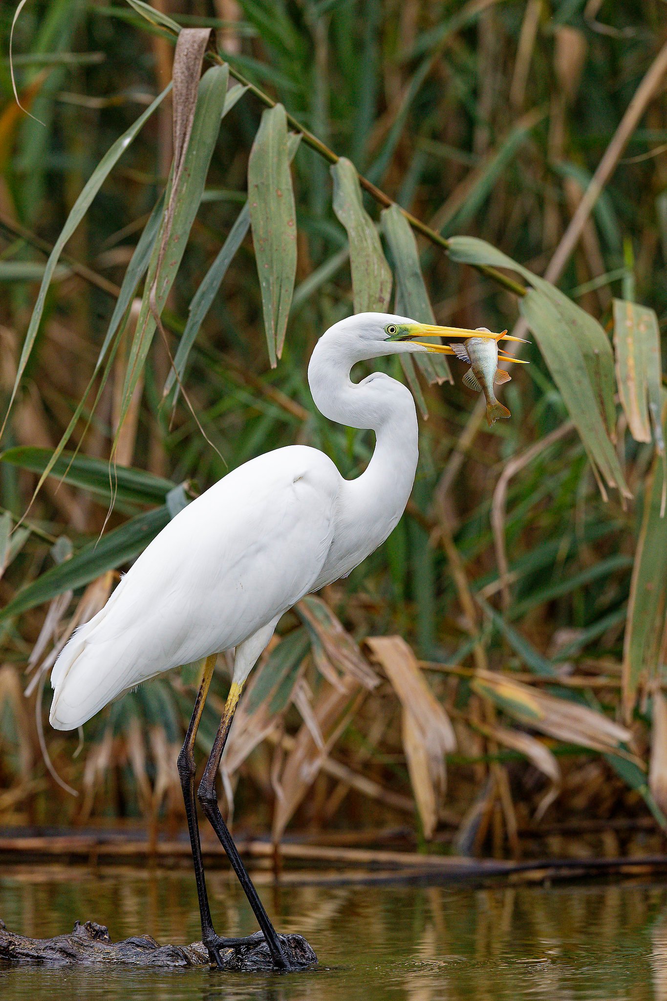 great egret feeding danube delta romania birdwatching tour