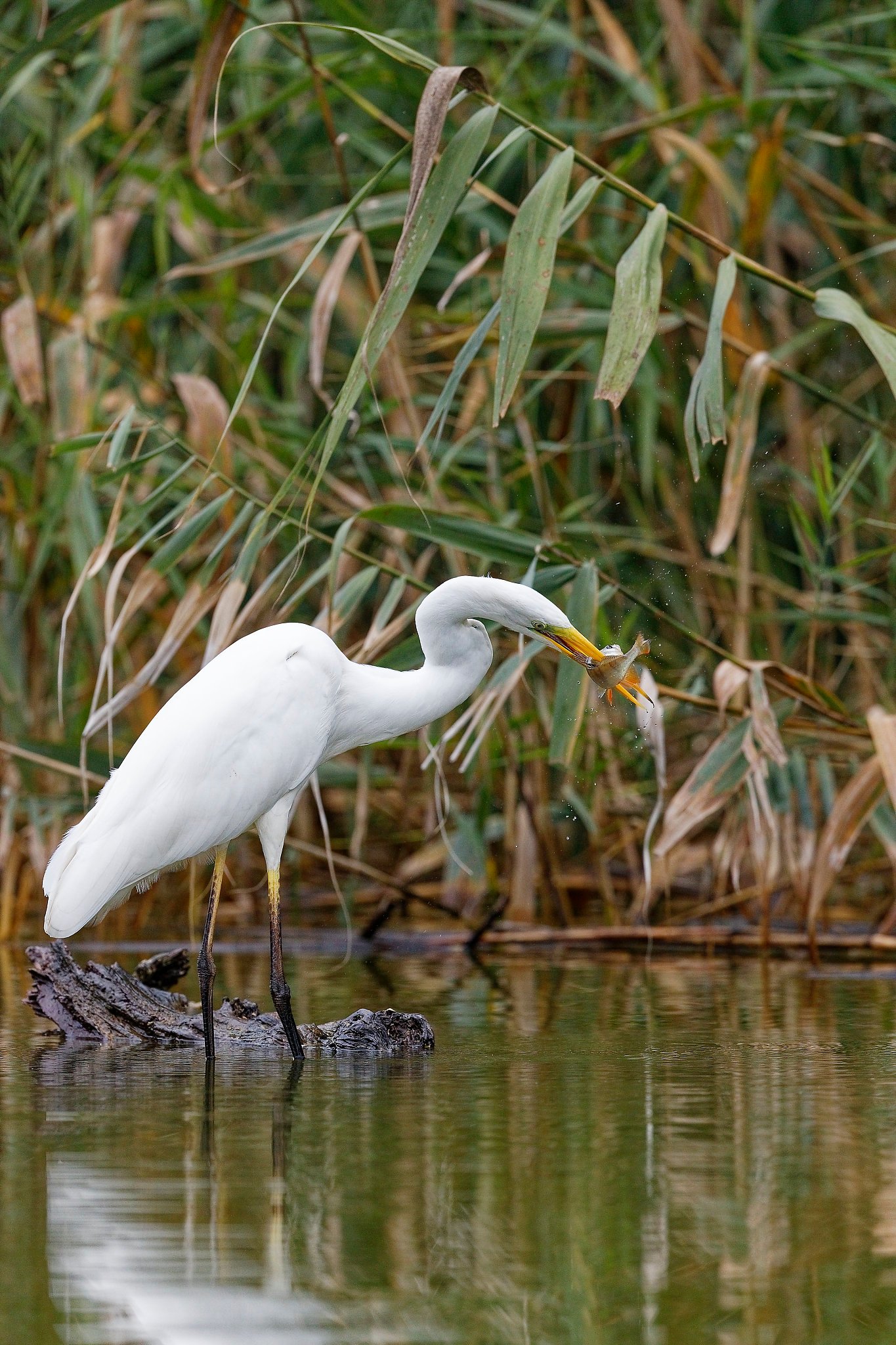great egret with fish danube delta romania bird photography tour