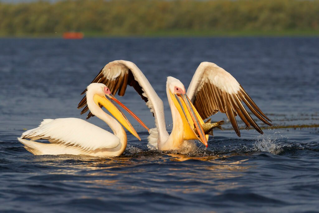 great white pelicans feeding fish danube delta romania