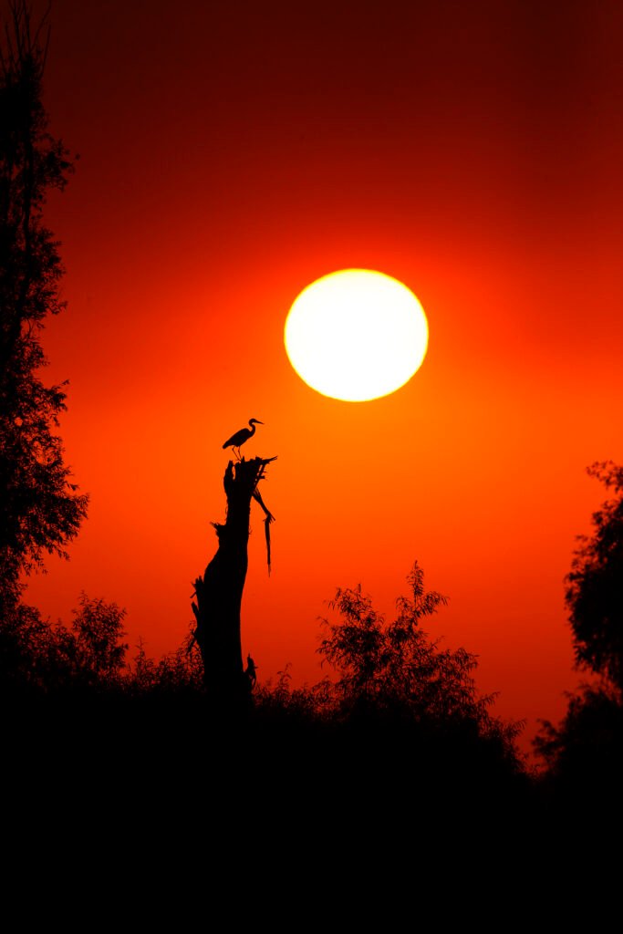 grey heron silhouette sunset danube delta romania