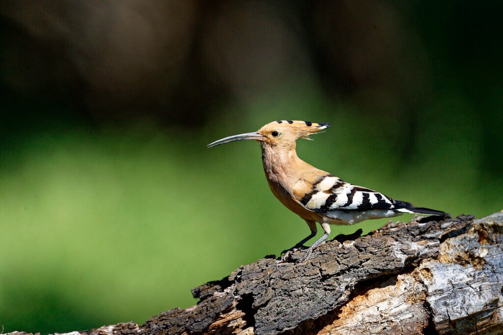 hoopoe upupa epops danube delta romania