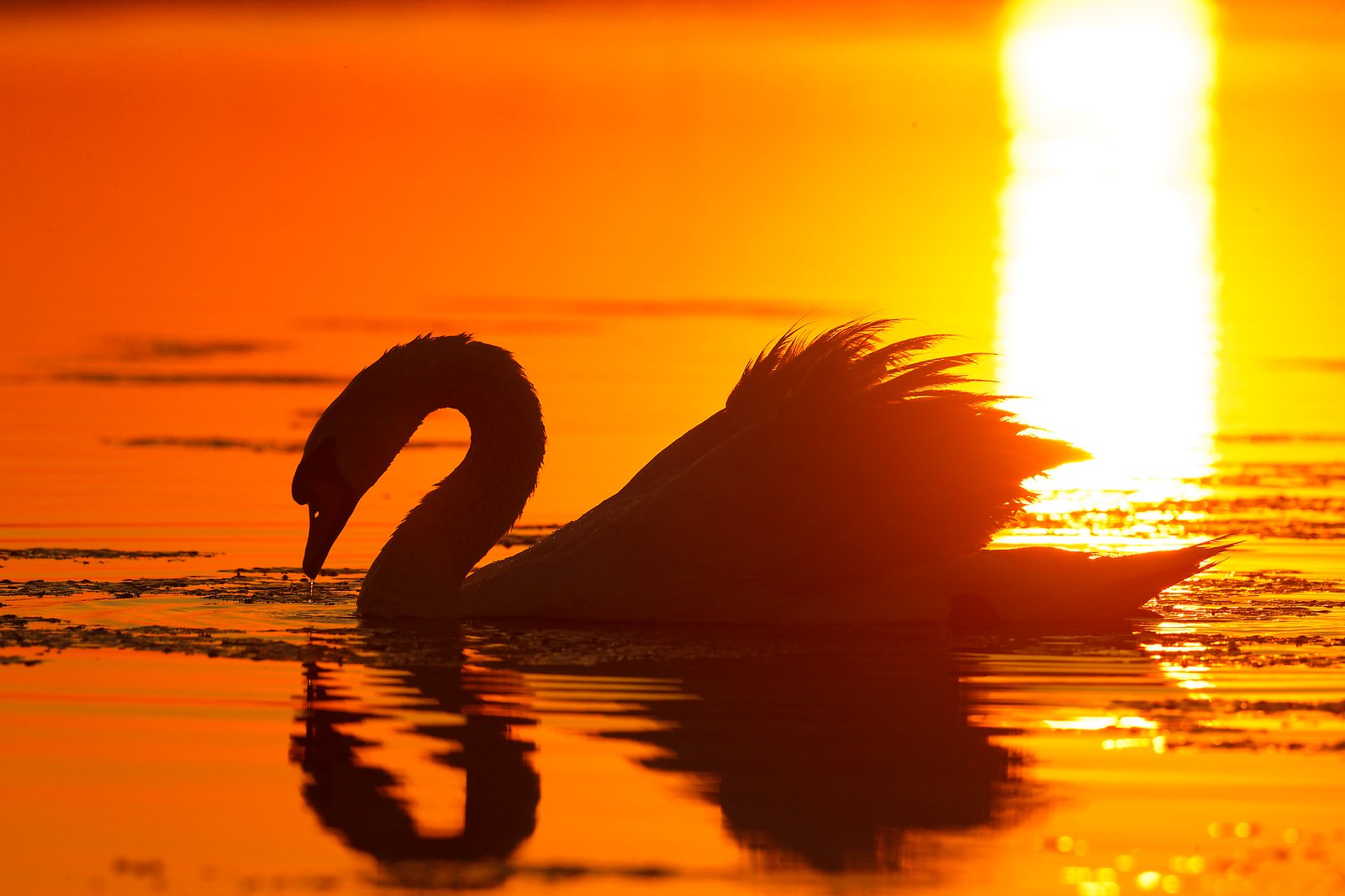 mute swan at sunrise danube delta romania wildlife photo tour