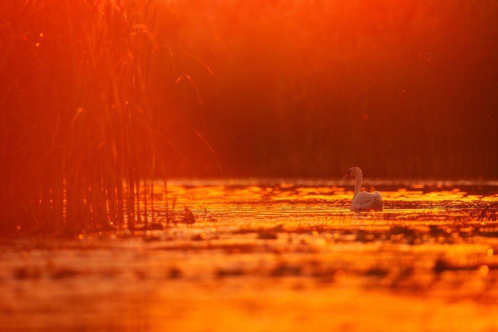 mute swan golden light danube delta wildlife romania