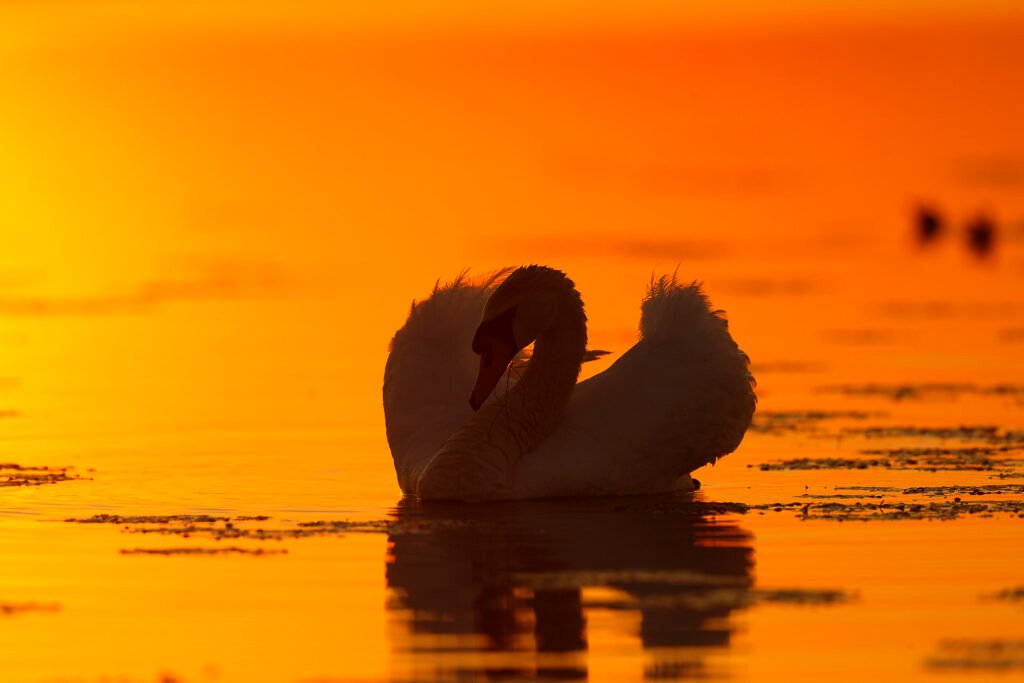 mute swan golden sunrise danube delta romania