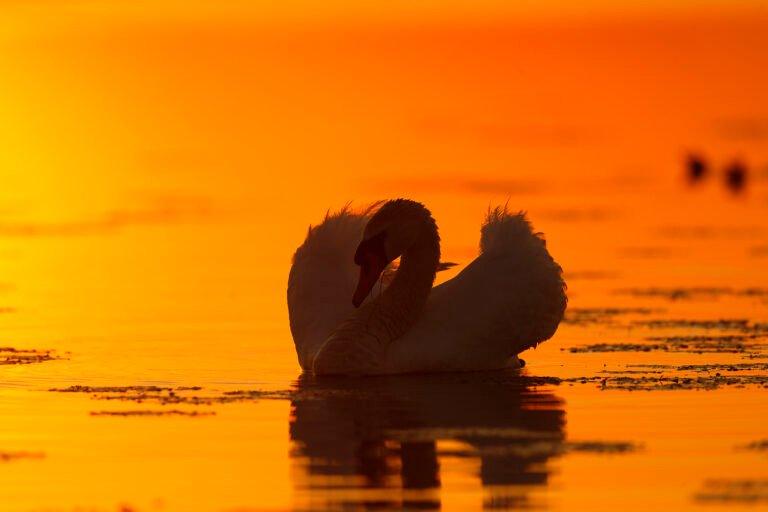 mute swan golden sunrise danube delta romania
