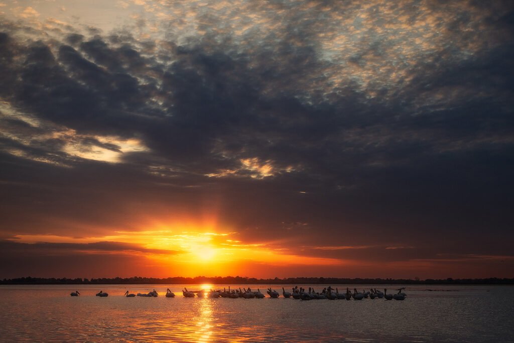 pelican flock sunset danube delta romania
