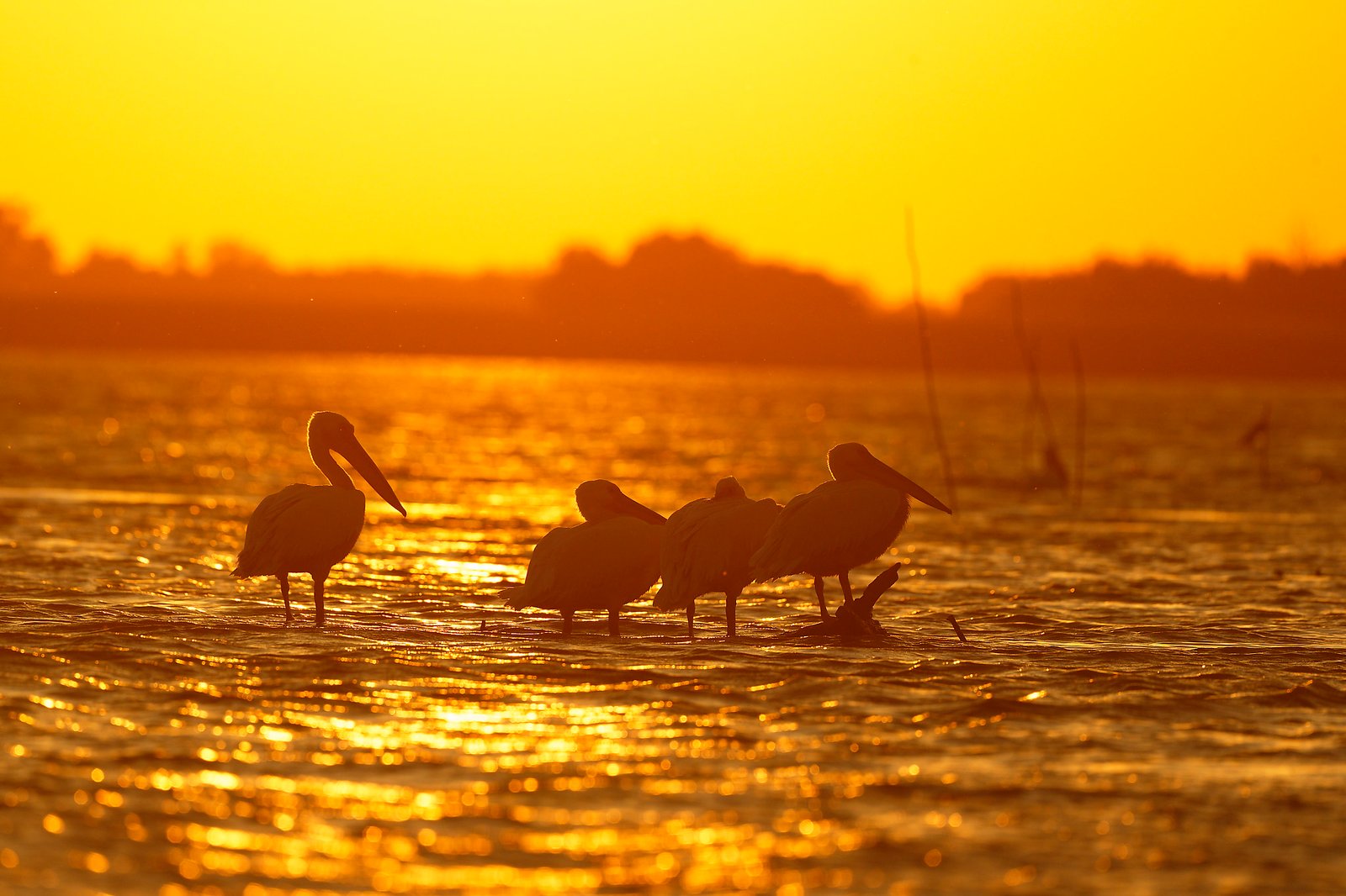 pelicans in golden light danube delta romania bird photography tour