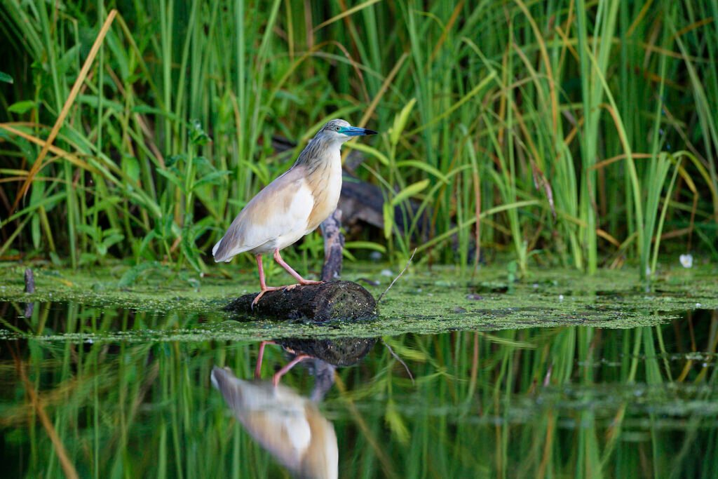 squacco heron perched marsh danube delta romania