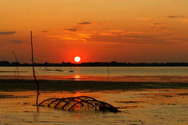 white pelicans golden hour wildlife danube delta romania