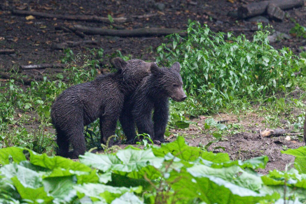 two bear cubs standing together romania wildlife tour