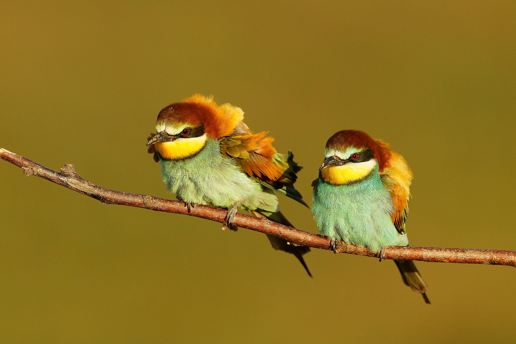 two bee eaters perched romania bird photography tour
